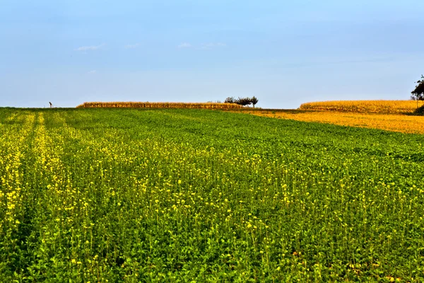 Câmpuri după recoltare în culori luminoase ale pământului — Fotografie, imagine de stoc