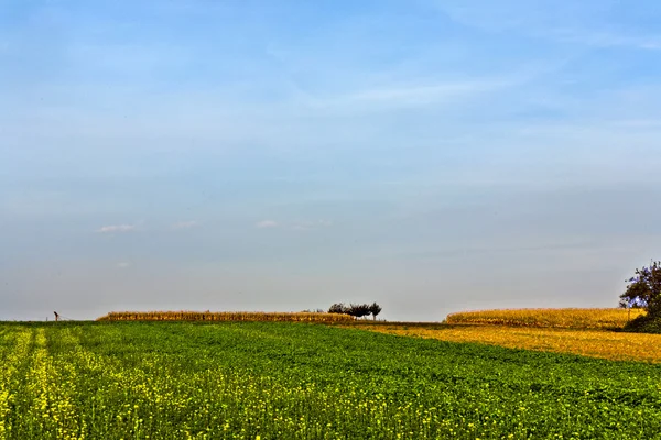 Fält efter skörd i ljusa jorden färg — Stockfoto