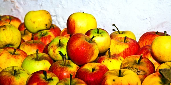 Jablka jsou uloženy ve sklepě — Stock fotografie