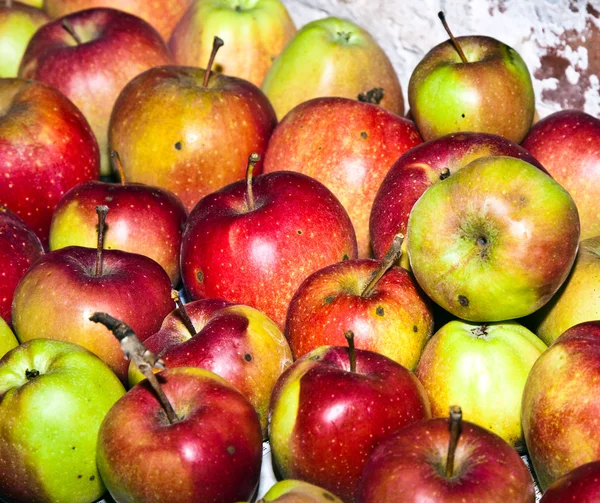Äpplena lagras i källare — Stockfoto