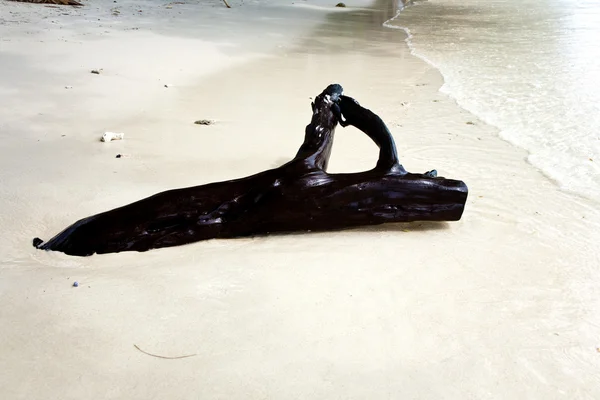 Hermosas raíces de madera estructuradas en la playa en forma armónica g —  Fotos de Stock