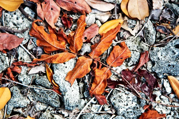 Όμορφο, δομημένο φύλλα στην παραλία διοργανώνονται από τη φύση σε ένα — Φωτογραφία Αρχείου