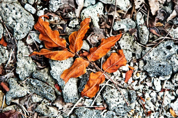 Belle foglie strutturate in spiaggia disposti dalla natura in un — Foto Stock