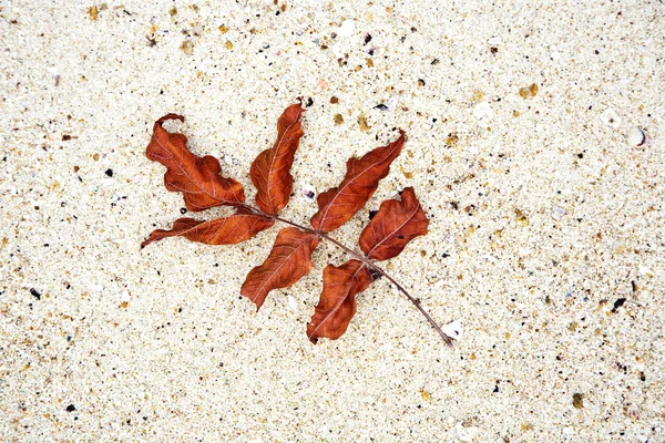 Güzel yapılandırılmış yaprakları plajda doğada göre düzenlenmiş bir — Stok fotoğraf