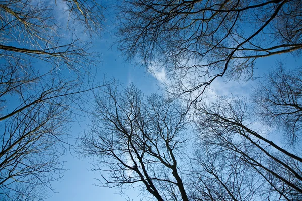 Coroas de árvore de primavera no céu azul profundo — Fotografia de Stock