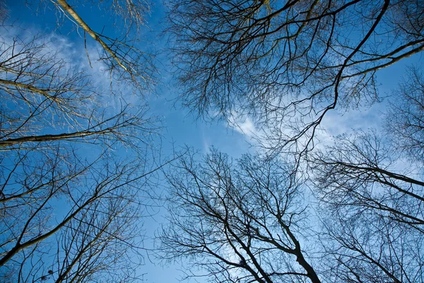 Korony drzew wiosną na błękitne niebo — Zdjęcie stockowe