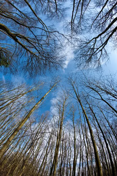Tavaszi fa koronát a mély kék ég — Stock Fotó
