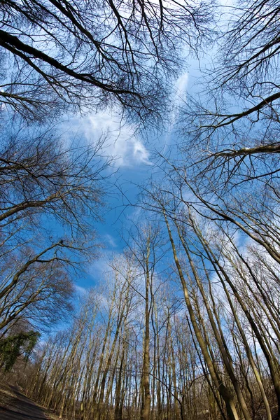 Spring tree crowns on deep blue sky — Stock Photo, Image