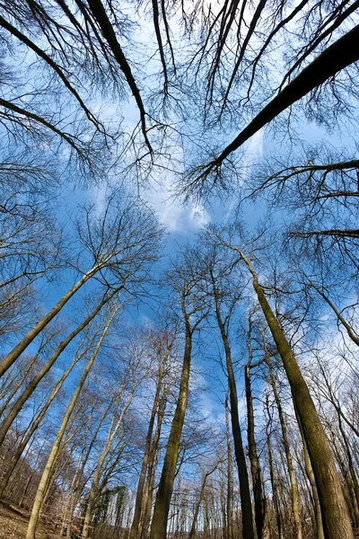Coronas de árboles de primavera en el cielo azul profundo — Foto de Stock