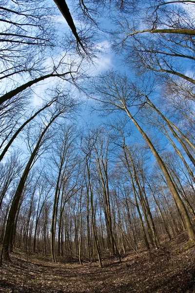 Bahar ağacı kron üzerinde derin mavi gökyüzü — Stok fotoğraf