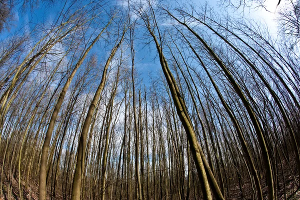 Couronnes d'arbres de printemps sur ciel bleu profond — Photo
