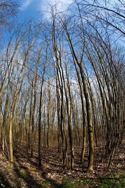 Άνοιξη δέντρο κορώνες για βαθύ μπλε ουρανό — Φωτογραφία Αρχείου