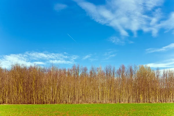 Красивый лес с полем и голубым небом — стоковое фото