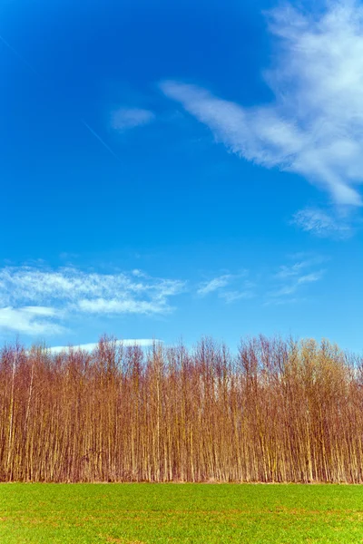 Prachtig bos met veld en blauwe lucht — Stockfoto