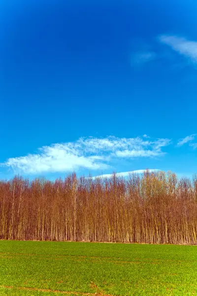 Hermoso bosque con campo y cielo azul — Foto de Stock