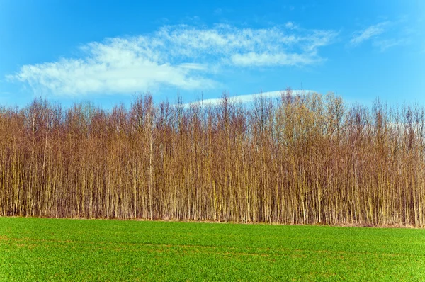 Beautiful forest with field and blue sky — Stock Photo, Image