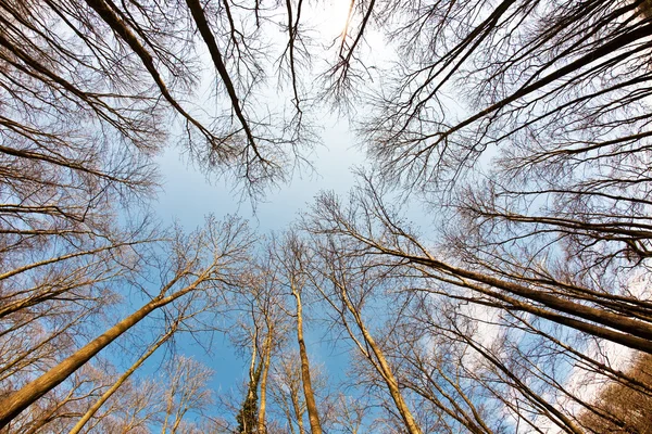 Couronnes d'arbres de printemps sur ciel bleu profond — Photo