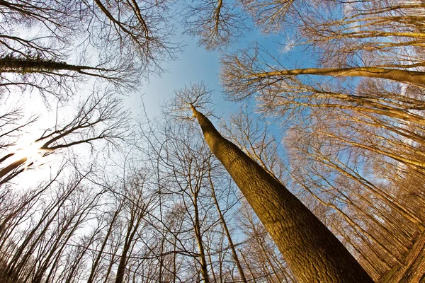 Coronas de árboles de primavera en el cielo azul profundo — Foto de Stock