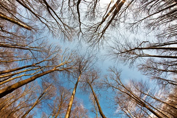 Tavaszi fa koronát a mély kék ég — Stock Fotó