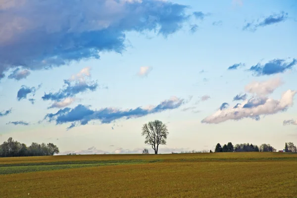 Пейзаж с акрами, деревьями и темными облаками — стоковое фото
