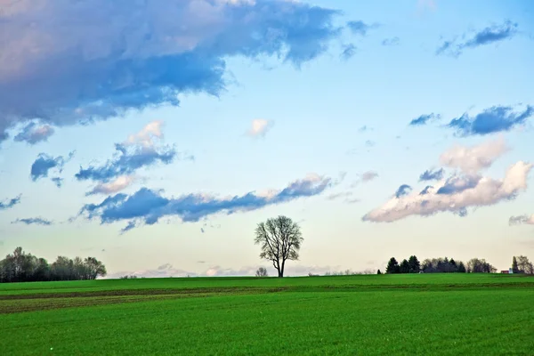 Landschaft mit Äckern, Bäumen und dunklen Wolken — Stockfoto