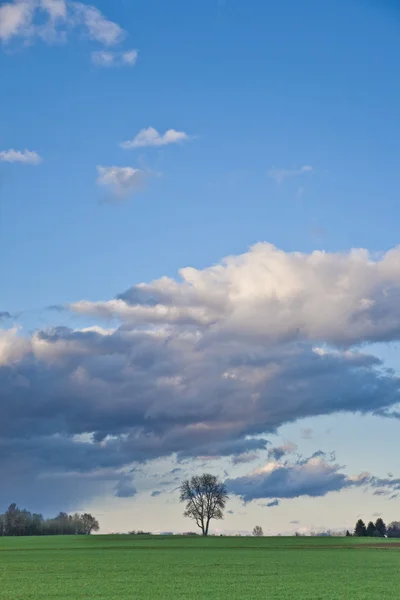 에이커, 나무와 어두운 구름 풍경 — 스톡 사진