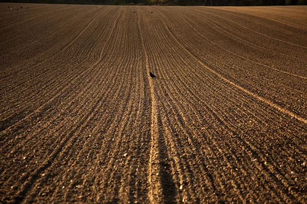Freshly plowed acre in beautiful light — Stock Photo, Image