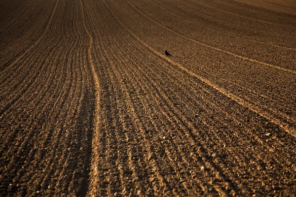 美しい光の中で新鮮な耕した畑 — ストック写真