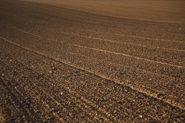 Свіже оранжеве поле в красивому світлі — стокове фото