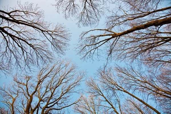 Corona de árboles con cielo azul claro y estructura de ramas armónicas — Foto de Stock
