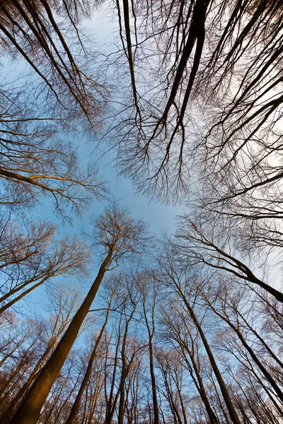 Corona de árboles con cielo azul claro y estructura de ramas armónicas — Foto de Stock