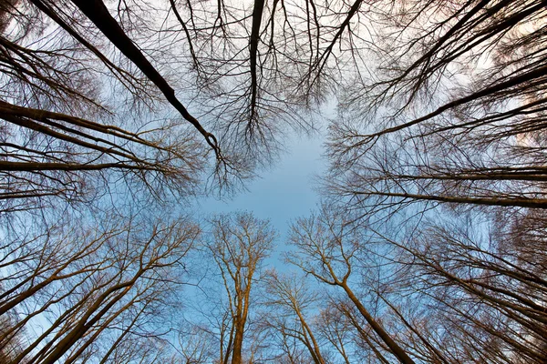 A fák koronája tiszta égbolt és Égszínkék harmonikus ág szerkezet — Stock Fotó
