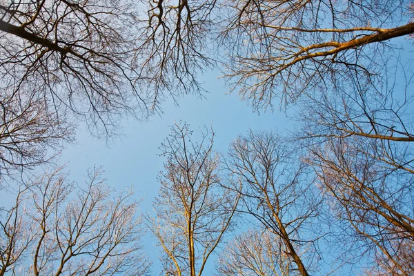 stock image Crown of trees with clear blue sky and harmonic branch structure