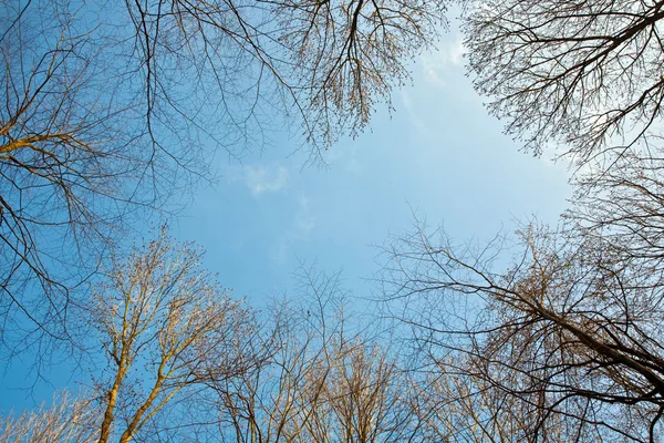 Coroa de árvores com céu azul claro e estrutura de ramo harmônico — Fotografia de Stock