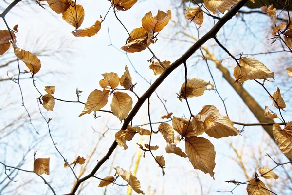 Золотые листья у дерева — стоковое фото
