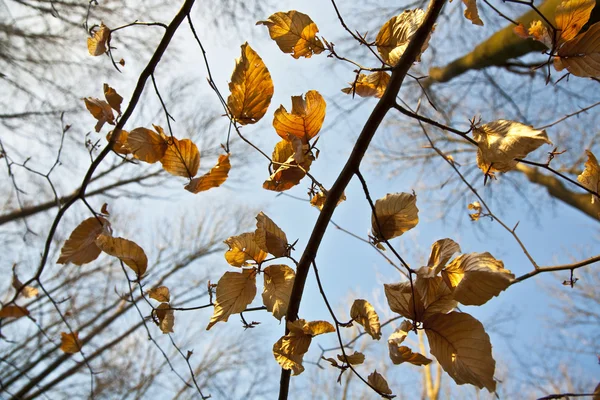 Folhas douradas na árvore — Fotografia de Stock