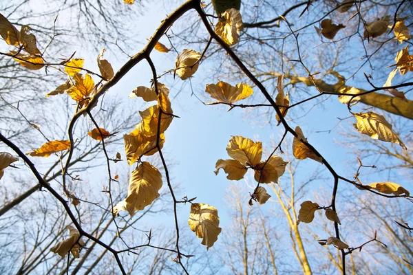 Золотые листья у дерева — стоковое фото