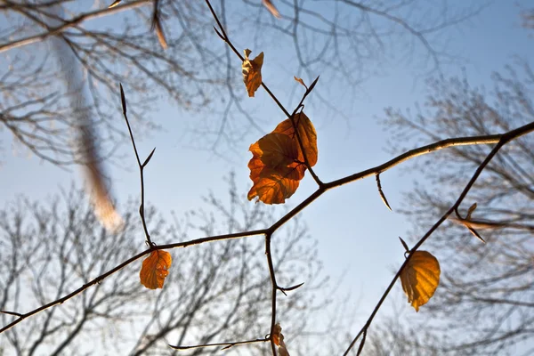 黄金の葉は木に — ストック写真