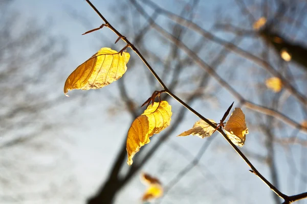 Złote liście na drzewie — Zdjęcie stockowe
