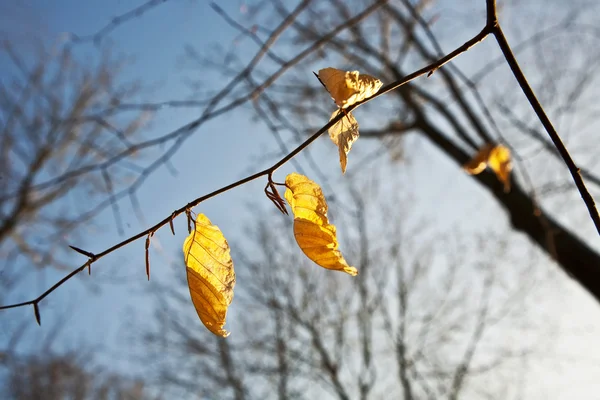Złote liście na drzewie — Zdjęcie stockowe