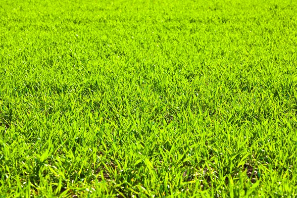 Зеленое поле с растущими растениями — стоковое фото