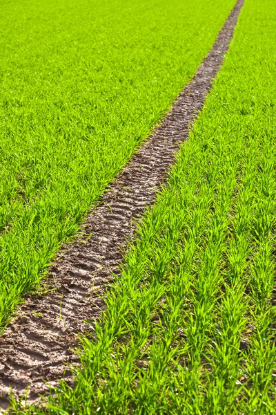 Tire Path In Field — Stock Photo, Image