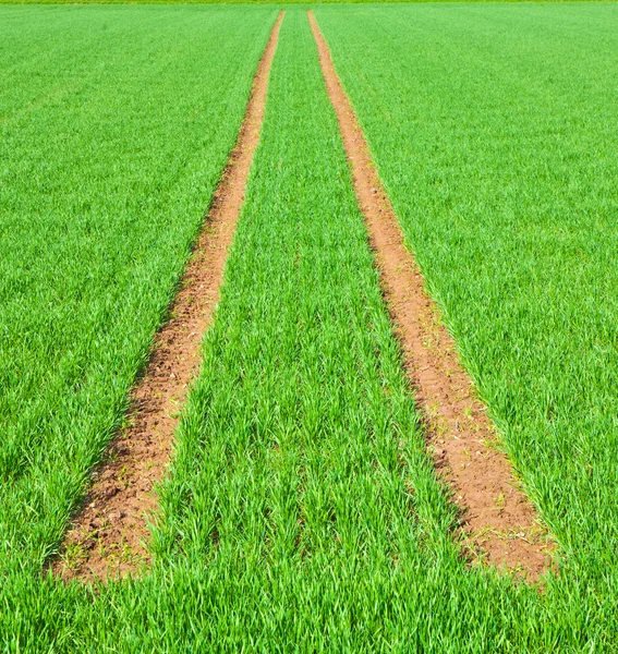 Tire Path In Field — Stock Photo, Image