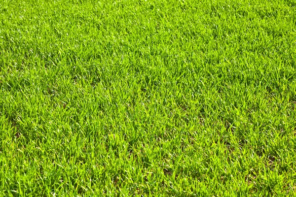 Зелене поле зі зростаючими рослинами — стокове фото