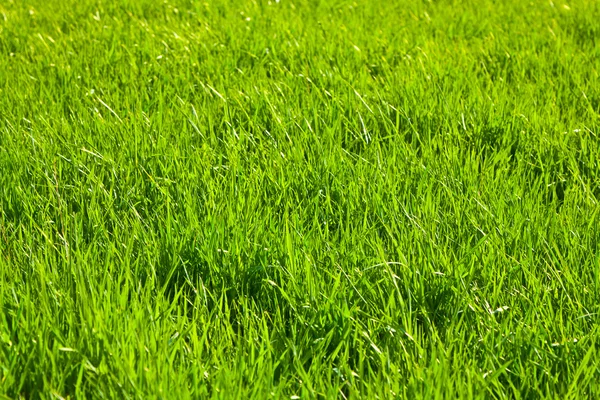 Grüne Wiese mit wachsenden Pflanzen — Stockfoto