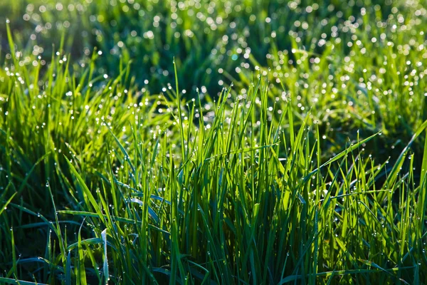 Sabah taze çimen çiy ile damla — Stok fotoğraf