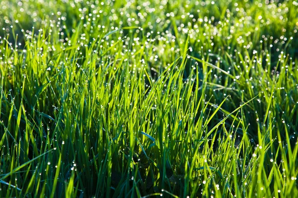 Čerstvá tráva s rosou kapky ráno — Stock fotografie