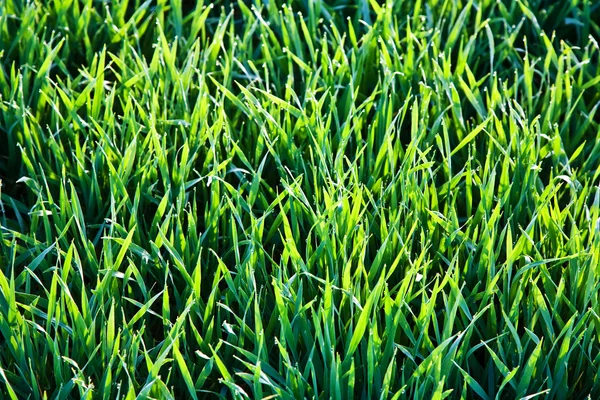 Färskt gräs med dagg droppar på morgonen — Stockfoto