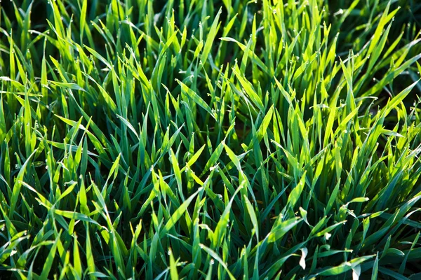 Свежая трава с каплями росы по утрам — стоковое фото
