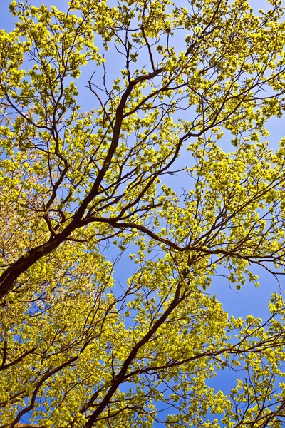 Листья дерева в интенсивном свете — стоковое фото